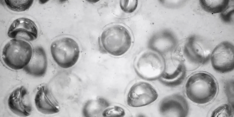 Tiny rubber spheres used to make a programmable fluid
